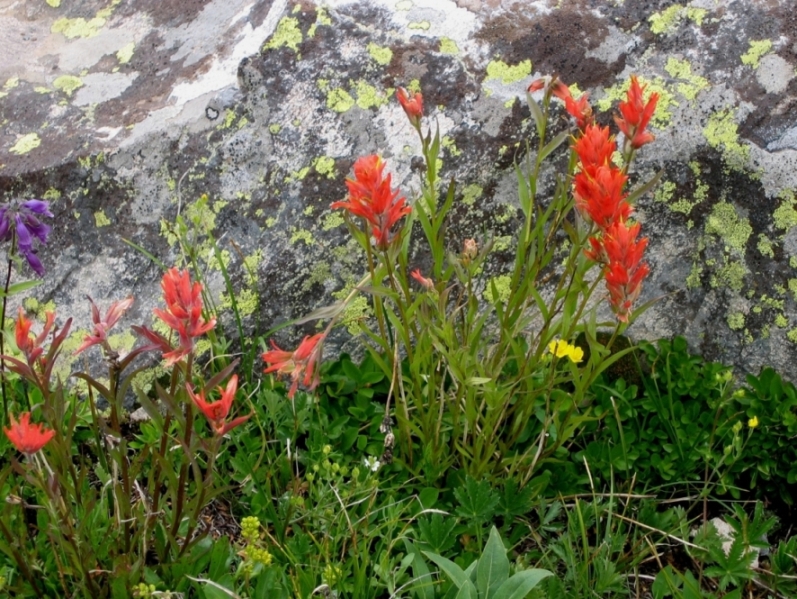 Mosquito Weston Flowers in July